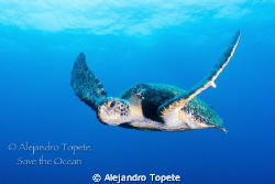 Great look of Me, Green Turtle Galapagos
Canon 7D, 15 mm... by Alejandro Topete 